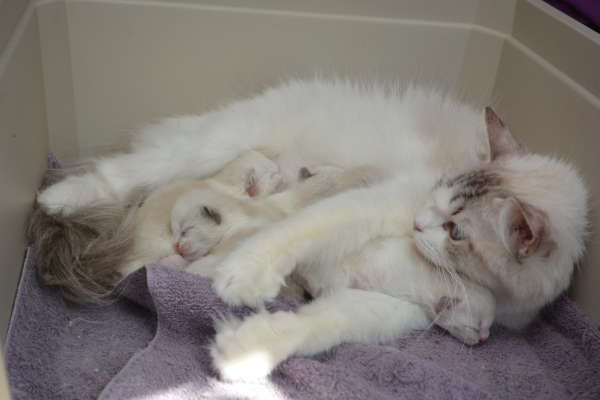 Walking On Sunshine kittens